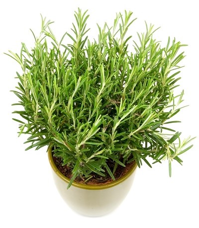 indoors rosemary growing herbs grow herb fragrant flavorful highly excellent choice want