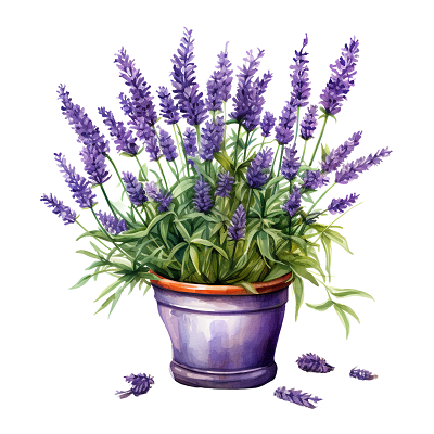 Healing Benefits of Lavender