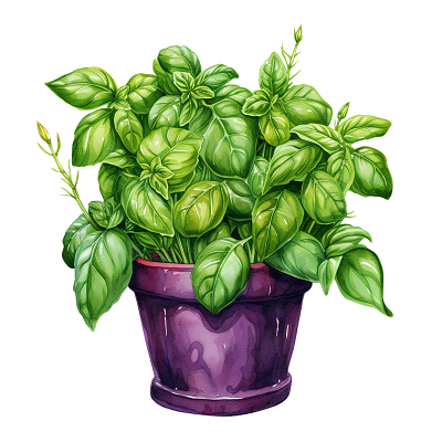 The Health Benefits of Basil